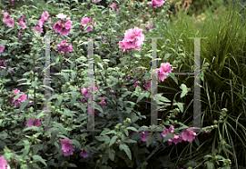 Image result for Lavatera thuringiaca