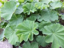 Image result for Frauenmantel