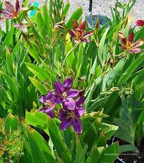 Image result for Pardancanda norrisii