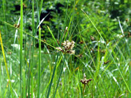 Attēlu rezultāti vaicājumam “Bolboschoenus maritimus”