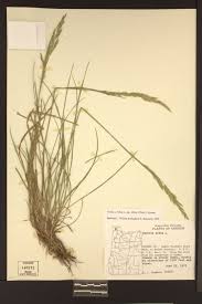 Attēlu rezultāti vaicājumam “Festuca rubra subsp. rubra leaf”