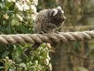 A native of NE Brazil, these tiny primates have heated sheds, - via Daymix