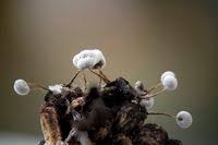 Attēlu rezultāti vaicājumam “Didymium bahiense”