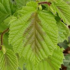 Attēlu rezultāti vaicājumam “Cirsium x rigens leaf”