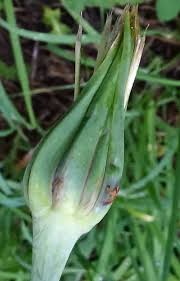 Attēlu rezultāti vaicājumam “Tragopogon pratensis subsp. pratensis bud”