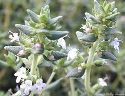 Image result for Thymus vulgaris