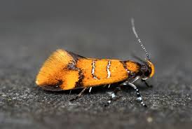 Attēlu rezultāti vaicājumam “Oecophoridae”