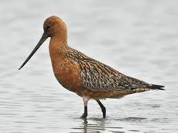 Attēlu rezultāti vaicājumam “Limosa lapponica adult”