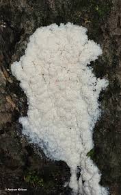 Attēlu rezultāti vaicājumam “Brefeldia maxima plasmodium”