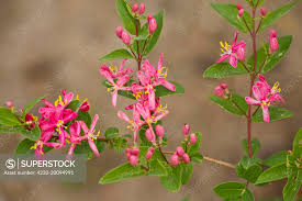 Attēlu rezultāti vaicājumam “Lonicera tatarica”