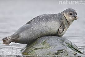 Image result for Phoca vitulina