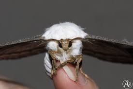 Attēlu rezultāti vaicājumam “Capsus ater imago”