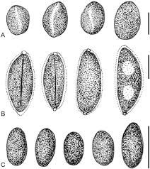 Attēlu rezultāti vaicājumam “Biscogniauxia marginata”