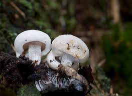 Attēlu rezultāti vaicājumam “Asterophora lycoperdoides”