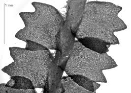 Attēlu rezultāti vaicājumam “Barbilophozia barbata”