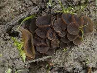 Attēlu rezultāti vaicājumam “Ascobolus furfuraceus”