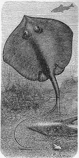 Image result for Dipturus laevis