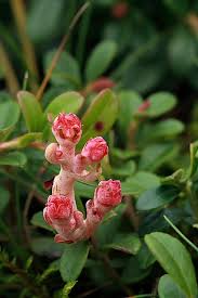 Attēlu rezultāti vaicājumam “Exobasidium vaccinii”