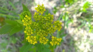 Attēlu rezultāti vaicājumam “Umbelliferae”