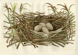 Attēlu rezultāti vaicājumam “Fulica atra eggs”