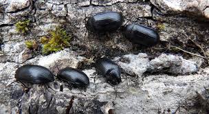 Attēlu rezultāti vaicājumam “Prionychus ater”