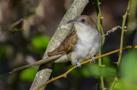 Image result for Coccyzus erythropthalmus