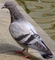 Attēlu rezultāti vaicājumam “Columba livia f. domestica”