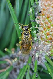 Attēlu rezultāti vaicājumam “Diprion pini male”