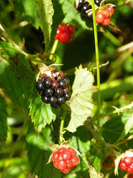 Attēlu rezultāti vaicājumam “Rubus plicatus fruit”