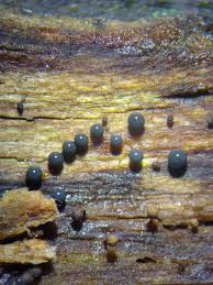 Attēlu rezultāti vaicājumam “Diderma subviridifuscum var. macrospora* macro”