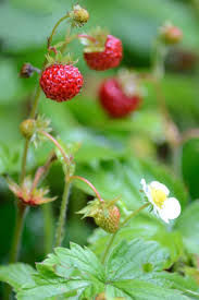 Image result for Fragaria vesca