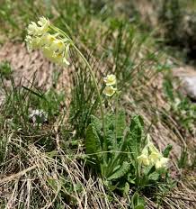 Image result for Primula elatior