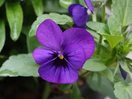 Image result for Viola cornuta