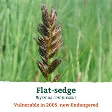 Attēlu rezultāti vaicājumam “Blysmus compressus fruit”