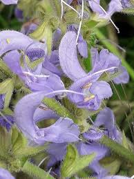 Attēlu rezultāti vaicājumam “Salvia pratensis”