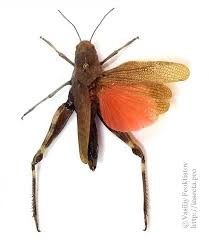 Attēlu rezultāti vaicājumam “Psophus stridulus”