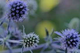 Attēlu rezultāti vaicājumam “Eryngium planum”