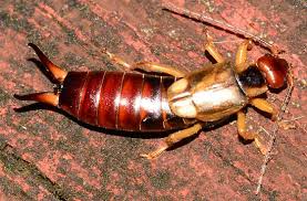 Attēlu rezultāti vaicājumam “Forficula auricularia female”