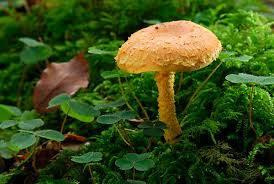 Attēlu rezultāti vaicājumam “Pholiota flammans”