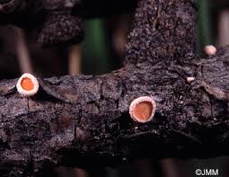 Attēlu rezultāti vaicājumam “Lachnellula willkommii”