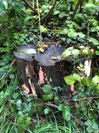 Attēlu rezultāti vaicājumam “Corticium roseum”