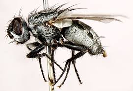 Attēlu rezultāti vaicājumam “Sarcophagidae”