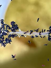 Attēlu rezultāti vaicājumam “Hypogastrura sp.”