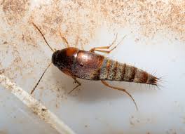 Attēlu rezultāti vaicājumam “Sepedophilus sp.”