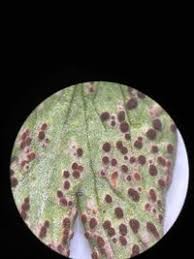 Attēlu rezultāti vaicājumam “Tranzschelia anemones”