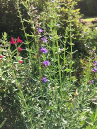 Image result for Hyssopus officinalis