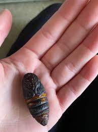 Attēlu rezultāti vaicājumam “Scardia boletella pupa”