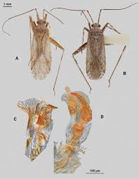 Attēlu rezultāti vaicājumam “Phytocoris sp.”