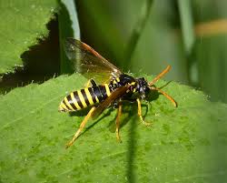 Attēlu rezultāti vaicājumam “Tenthredo scrophulariae”
