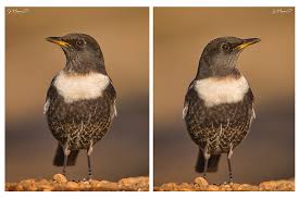 Image result for Turdus torquatus